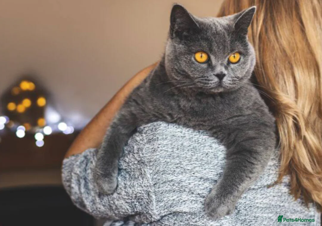 British Shorthair cats for stud: Male active British shorthair  - Advert 2