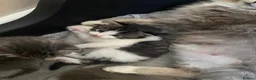 Ragdoll cats for sale: Ragdoll kittens - Advert 15