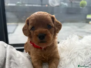 Cavapoo dogs Beautiful F1b Toy Cavapoos parents health checked - Advert 10