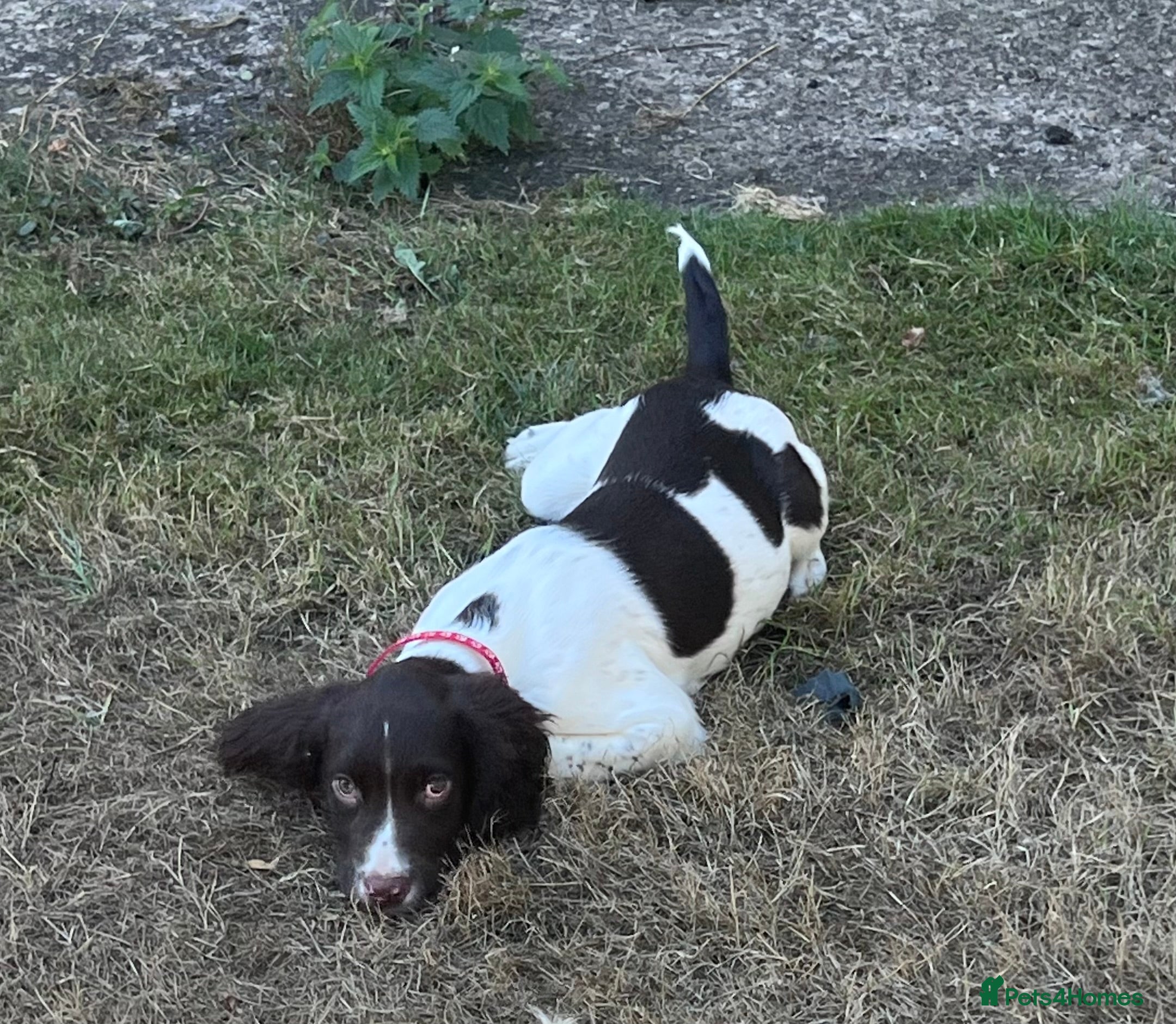 English Springer Spaniel dogs Gorgeous English Springer Spaniels  - Advert 2