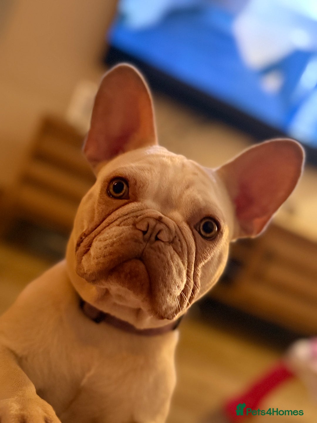 French Bulldog dogs for sale: 2 Frenchie girls  - Image 7