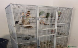 Ringnecks birds for sale: 2 indian ringnecks male and female. - Image 6