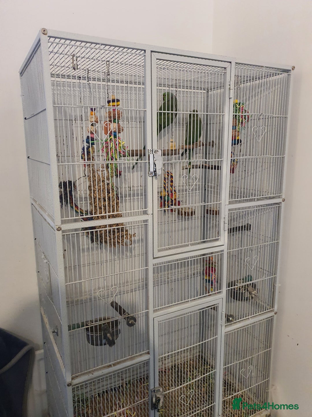 Ringnecks birds for sale: 2 indian ringnecks male and female. - Image 6