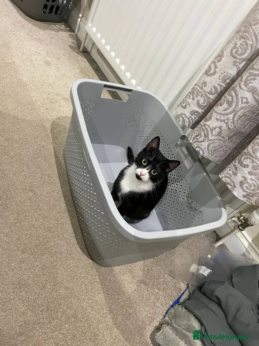 Mixed Breed cats for sale: Isla - Only animal home needed!!! - Advert 3