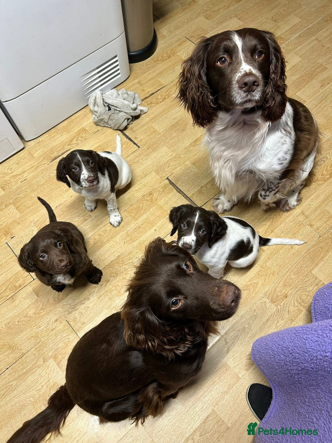 Sprocker dogs for sale: Sprocker X Springer Puppies  - Advert 1