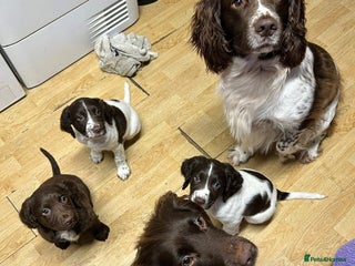 Sprocker dogs Sprocker X Springer Puppies - Advert 1