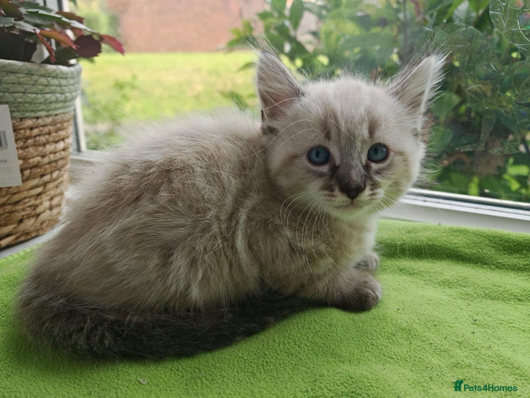 Ragdoll cats for sale: Ragdoll/Siamese Beautifull kitten +chip - Image 14