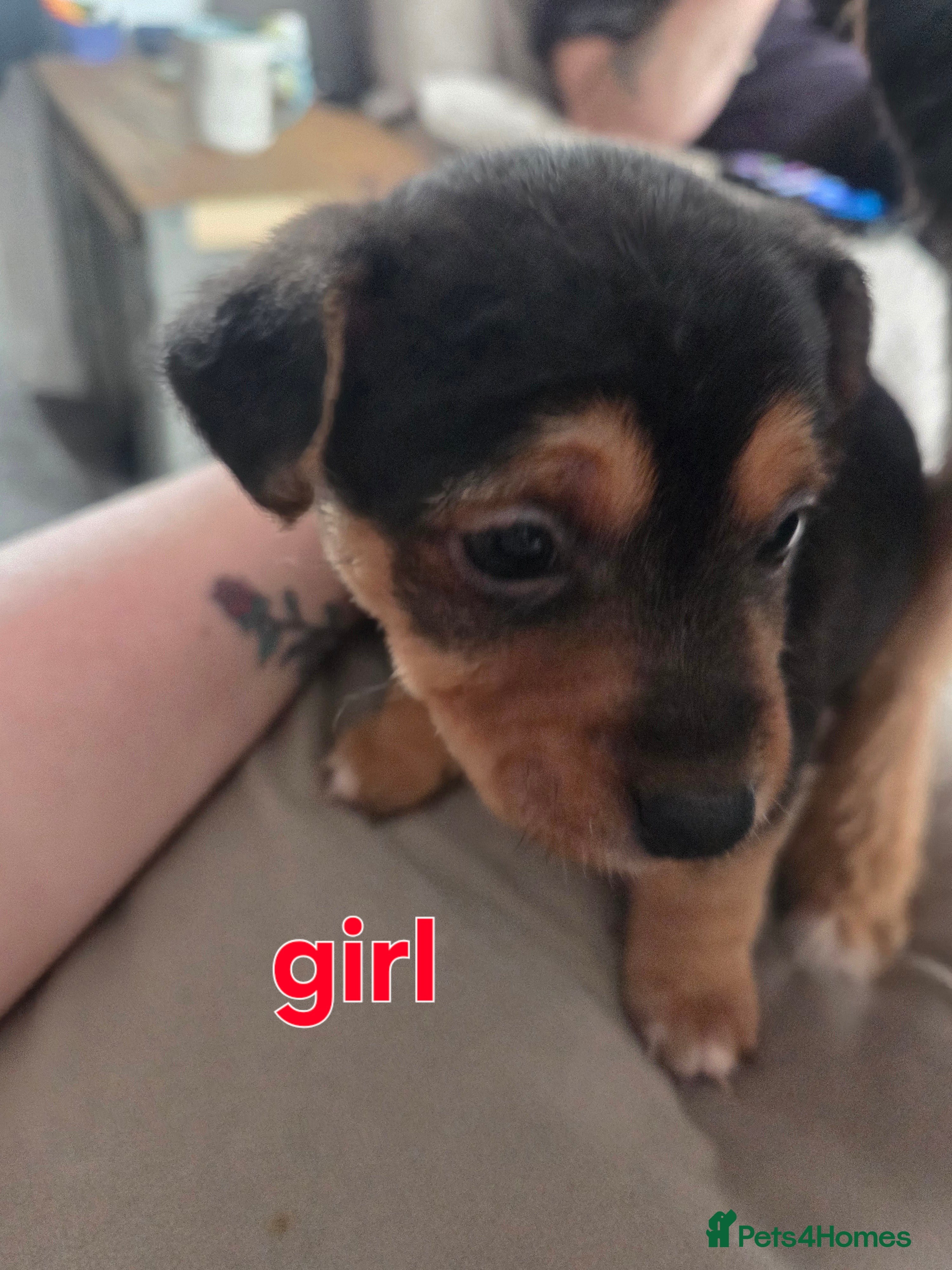 Mixed Breed dogs Border jack pups - Advert 4