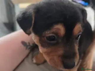 Mixed Breed dogs Border jack pups - Advert 4