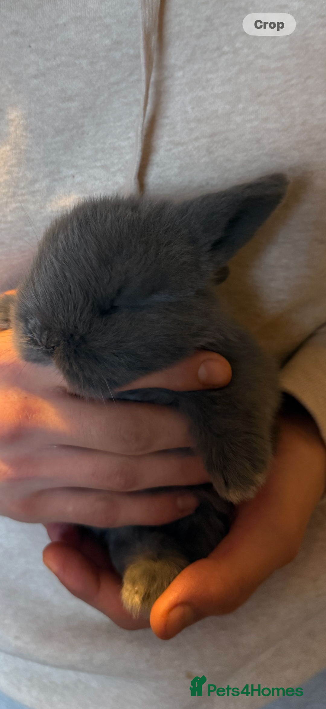 French Lop rabbits for sale: French lop - Advert 2