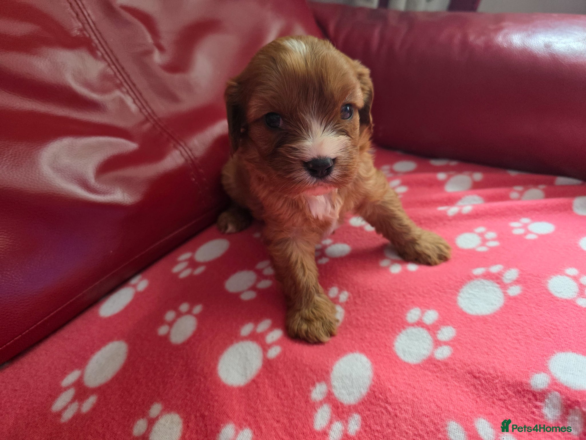 Mixed Breed dogs Cavapoo f1b - Advert 1