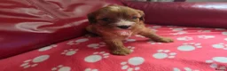 Mixed Breed dogs for sale: Cavapoo f1b - Advert 1