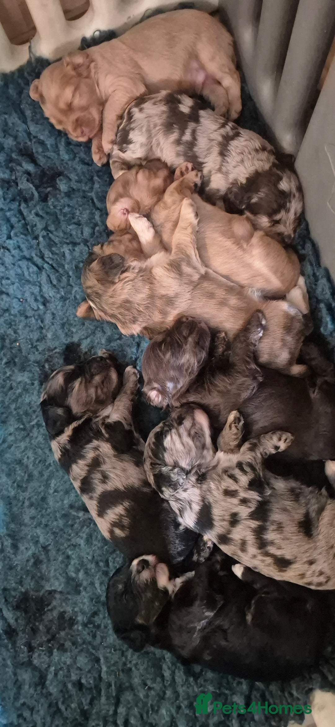 Cockapoo dogs for sale: 8 Beautiful Cockapoo pups,Merle, chocolate, black - Image 1