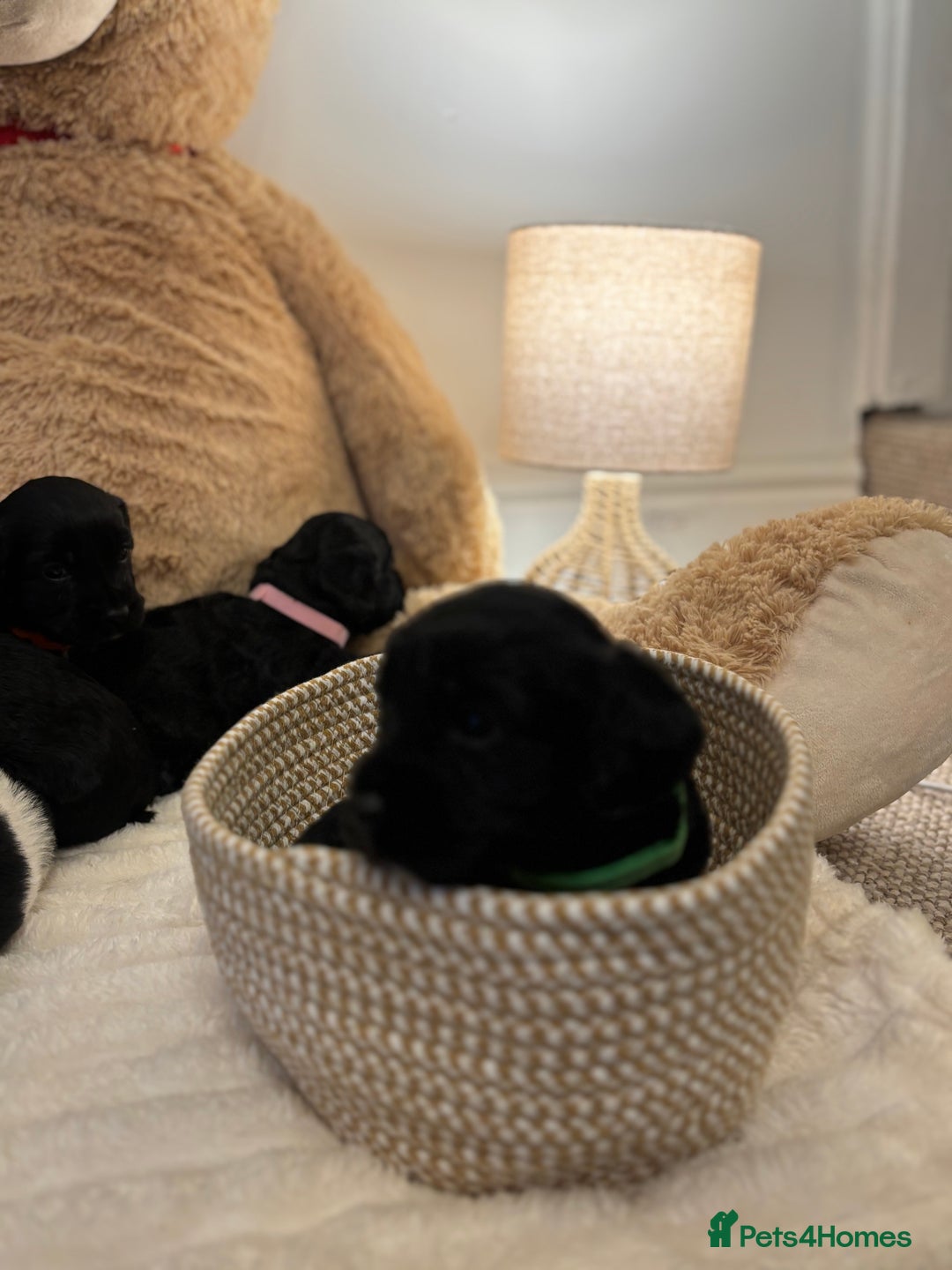 Mixed Breed dogs for sale: Cocker Sproodle Puppies ready 16/12 - Advert 12