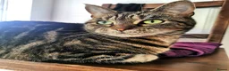 Domestic Shorthair cats for sale: Loving, playful Olive, needs a new home in Perth - Advert 4