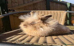 Lionhead rabbits for sale: Pure bred double maned chocolate torte lionhead  - Image 2