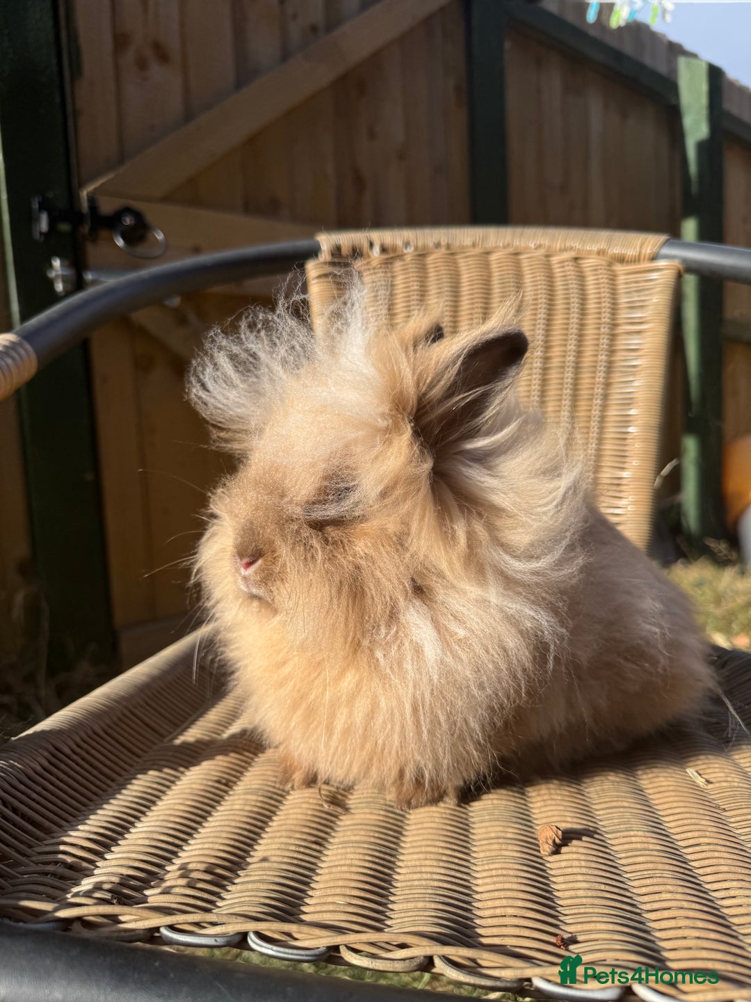 Lionhead rabbits for sale: Pure bred double maned chocolate torte lionhead  - Image 2