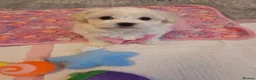 Bichon Frise dogs for sale: Cute little puppies  - Advert 24