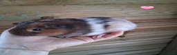 Guinea Pig rodents for sale: 7 beautiful baby guinea pigs for sale - Advert 3