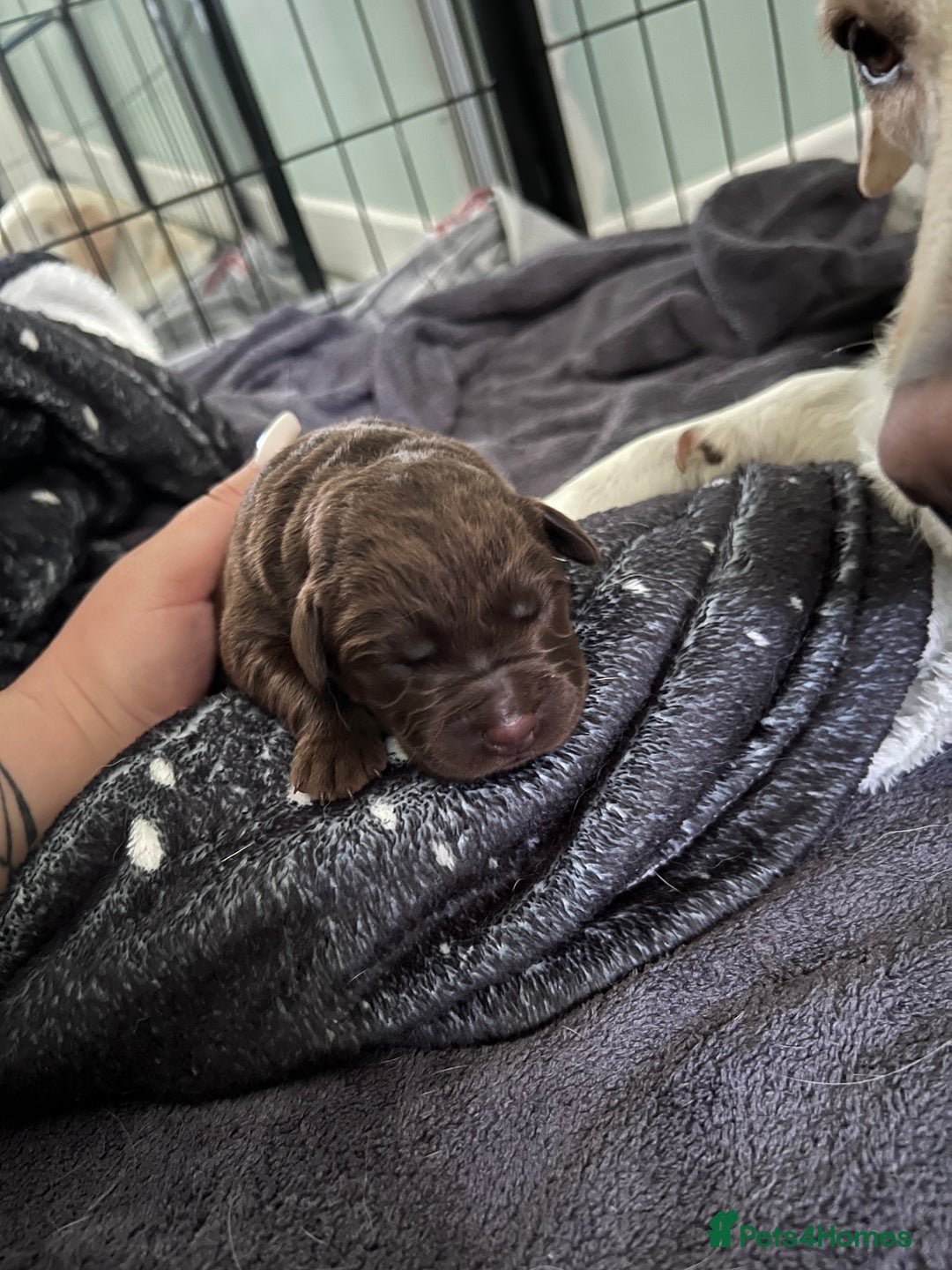 Labrador Retriever dogs for sale: Labrador Retriever puppies - Image 10