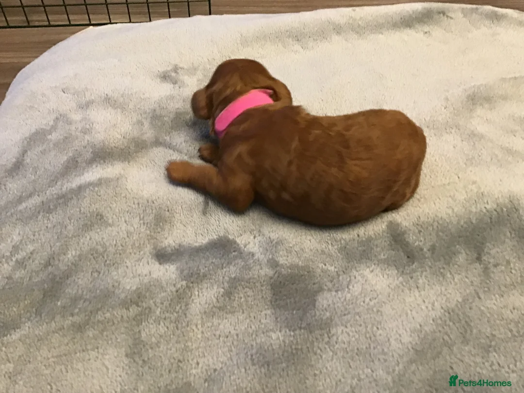 Miniature Poodle dogs for sale: Miniature poodle  in Yateley - Advert 7