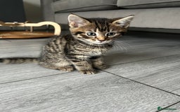 Mixed Breed cats for sale: Adorable kittens for sale  - Image 11