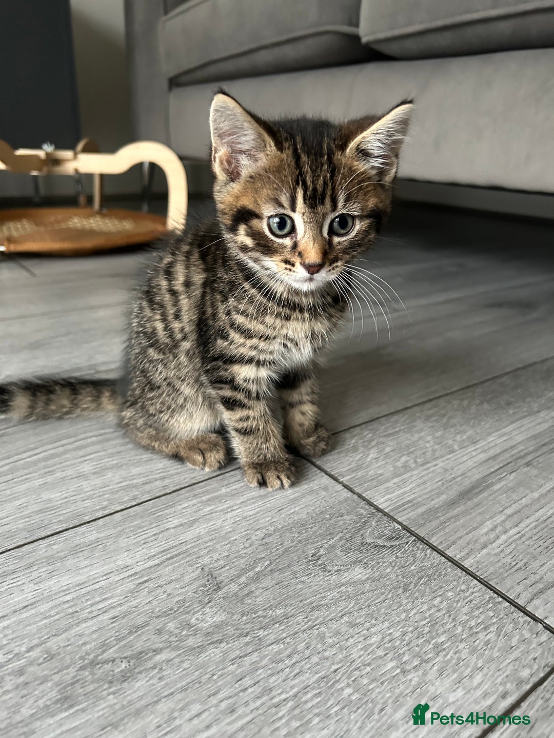 Mixed Breed cats for sale: Adorable kittens for sale  - Image 11