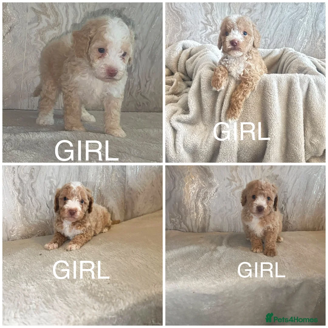 Cockapoo dogs for sale: Stunning F1b cockapoos in Widnes - Advert 4