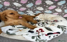 Cocker Spaniel dogs for sale: Show spaniel pups from kc/ health tested parents  - Image 4