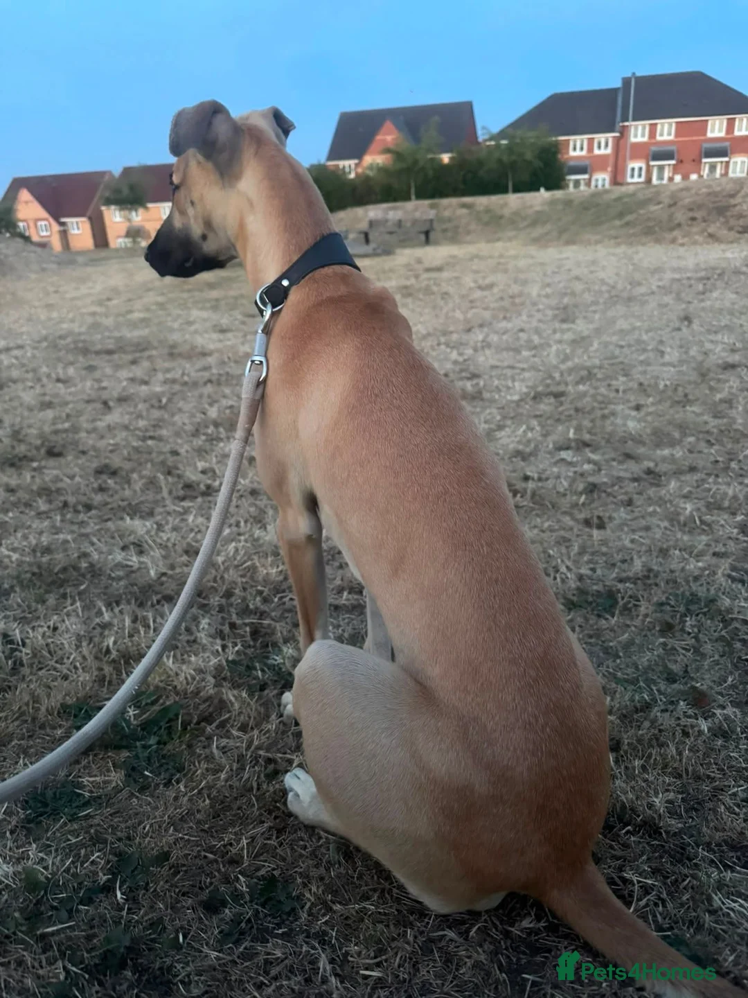 Mixed Breed dogs for sale: Saluki X greyhound- lurcher - Advert 4
