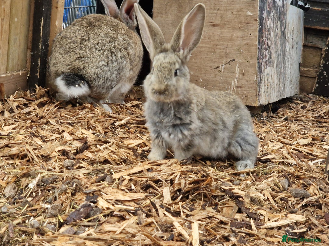 Continental Giant rabbits for sale: Continental Giants  - Advert 3