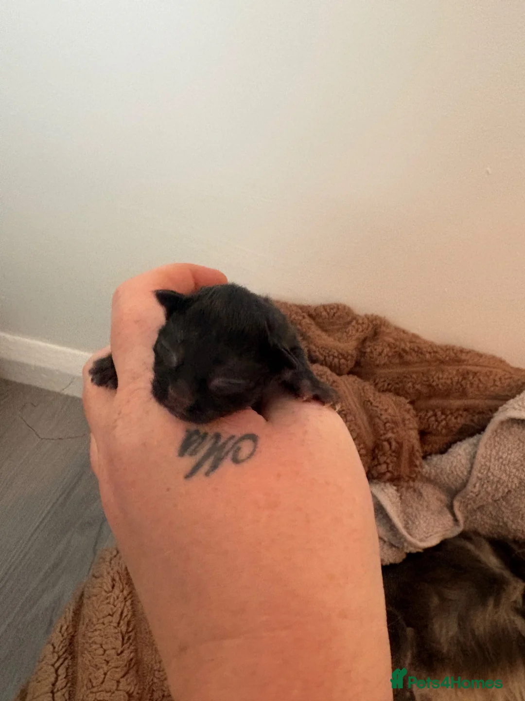 Mixed Breed cats for sale: 3/4 Maine coon kittens  - Advert 22