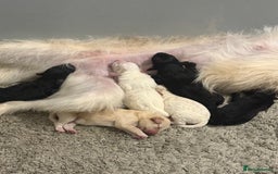 Cockapoo dogs for sale: Cockapoo puppies for sale  - Advert 16