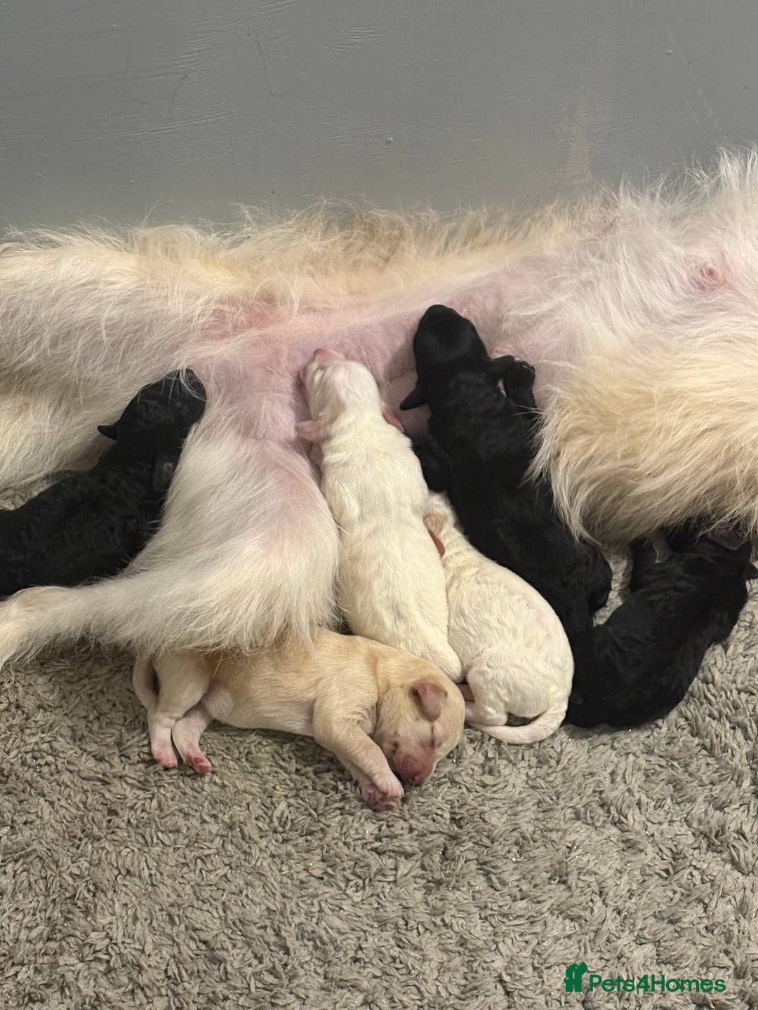 Cockapoo dogs for sale: Cockapoo puppies for sale  - Advert 16