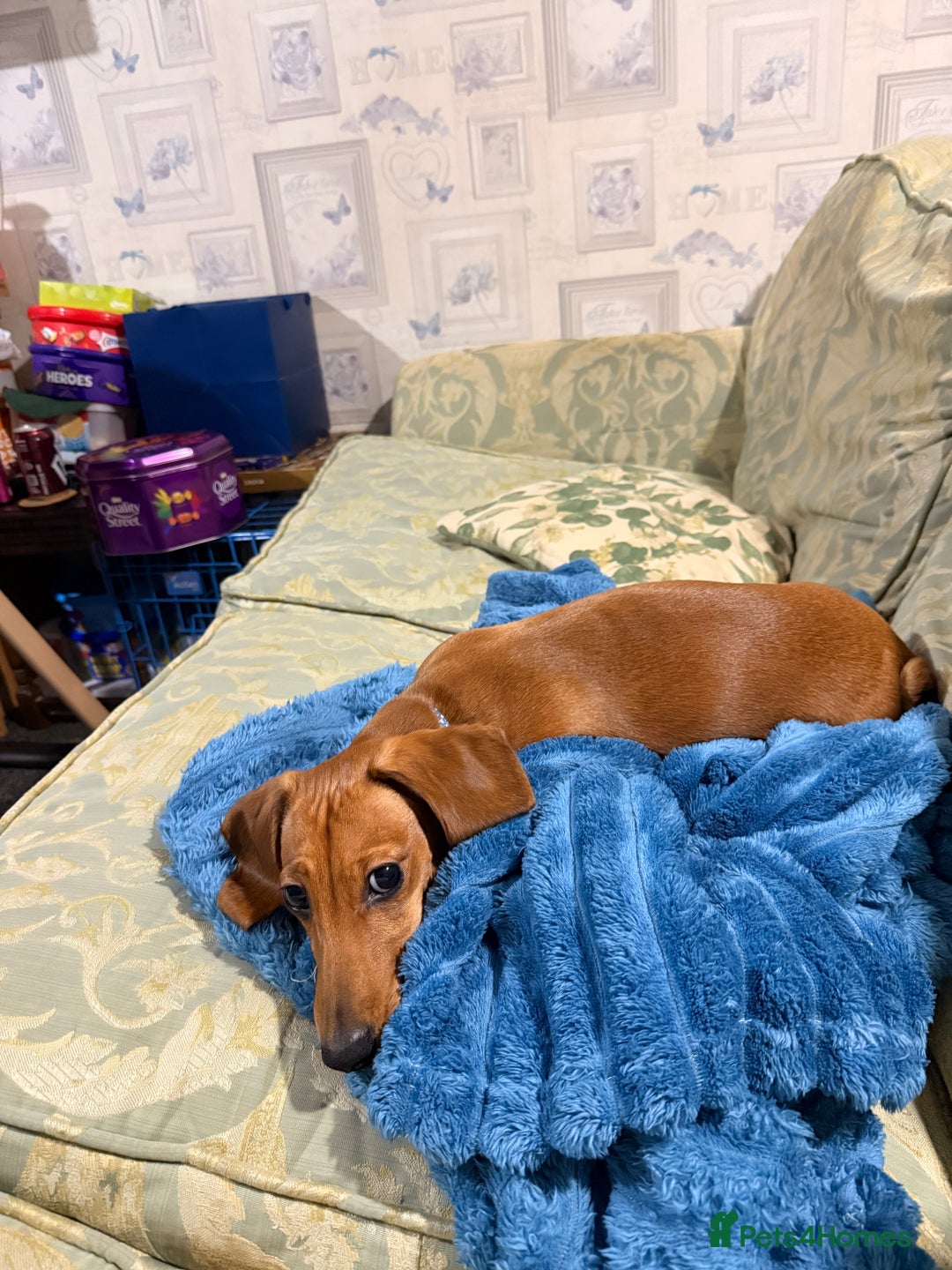 Miniature Dachshund dogs for sale: Miniature Dachshund for Rehoming  - Advert 3