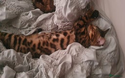 Bengal cats for sale:  🌟 Stunning Bengal Kittens  🌟 🥰🥰 - Image 21