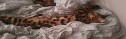 Bengal cats for sale:  🌟 Stunning Bengal Kittens  🌟 🥰🥰 - Advert 26