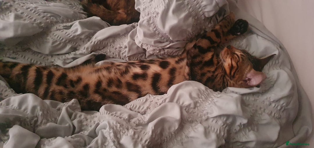 Bengal cats for sale:  🌟 Stunning Bengal Kittens  🌟 🥰🥰 - Image 21