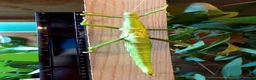 Stick Insects invertebrates for sale: Giant Green Bean Stick Insects x 6 Nymphs - Advert 2
