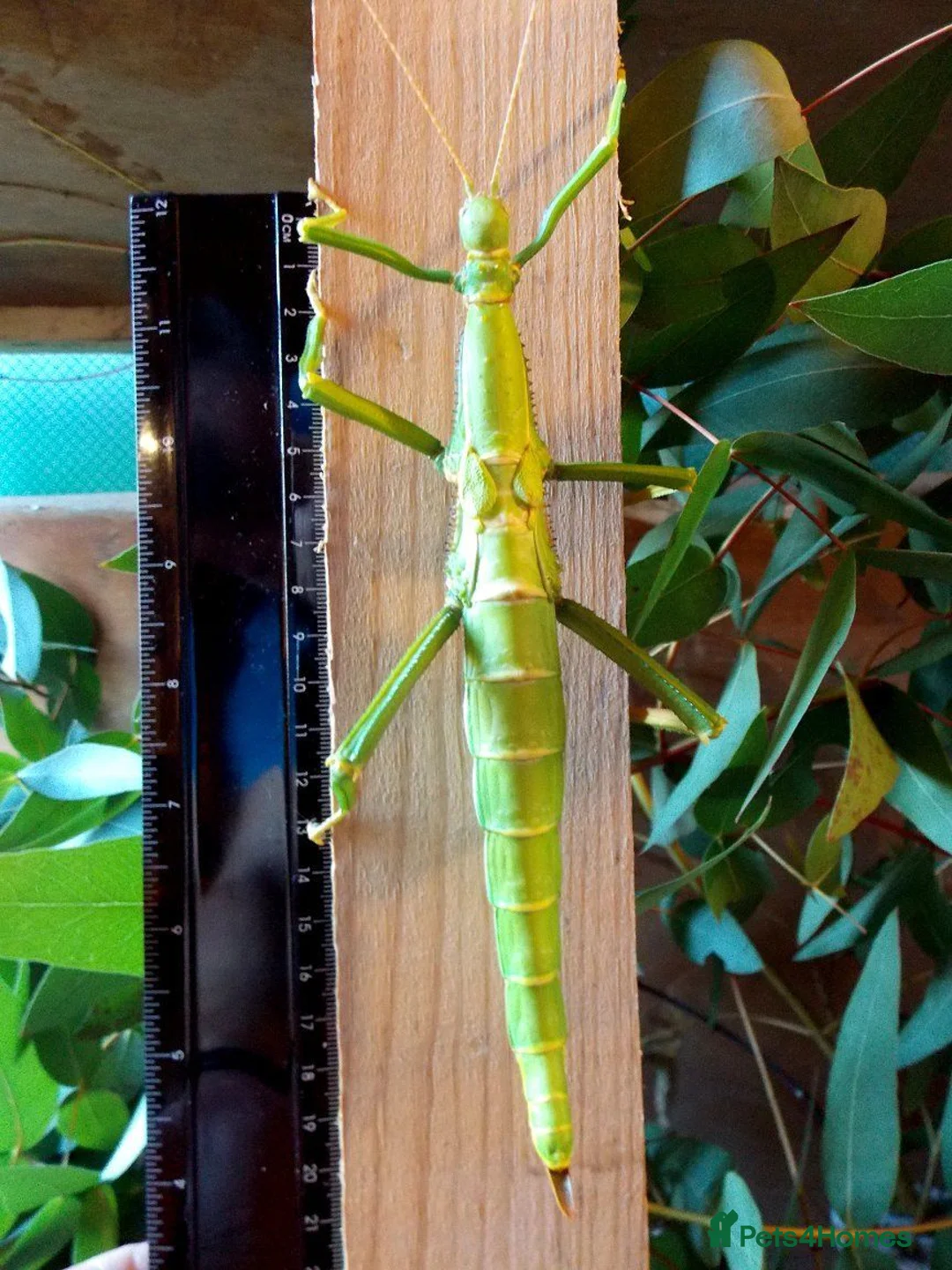 Stick Insects invertebrates for sale: Giant Green Bean Stick Insects x 6 Nymphs - Advert 2
