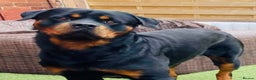 Rottweiler dogs for stud: •PROVEN •Very experienced stunning Rottweiler Stud in Doncaster - Advert 7