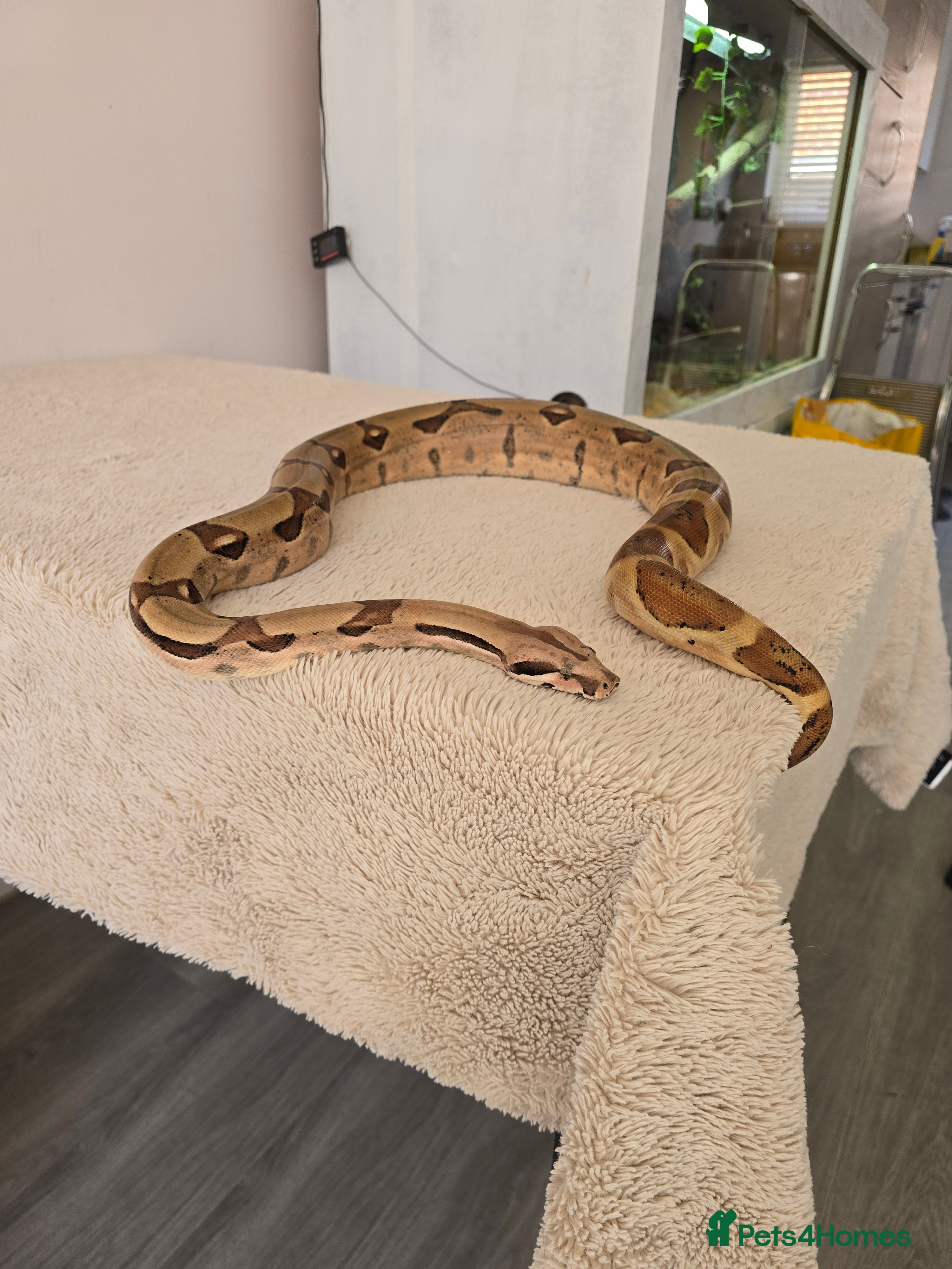 Boa Snake reptiles 2022 Hypo Jungle Boa – 100% het Anery 100% Parahet - Advert 4