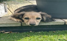 Miniature Dachshund dogs for sale: Reduced, mini L/H £1150 - Image 20