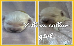 Mini Goldendoodle dogs for sale: Stunning F1 Mini Goldendoodles  - Image 7