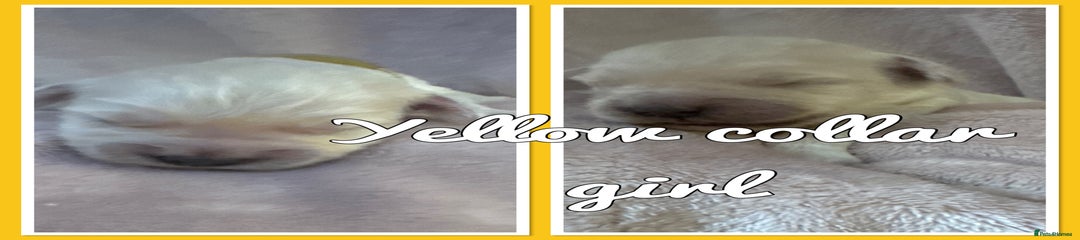 Mini Goldendoodle Puppy 6