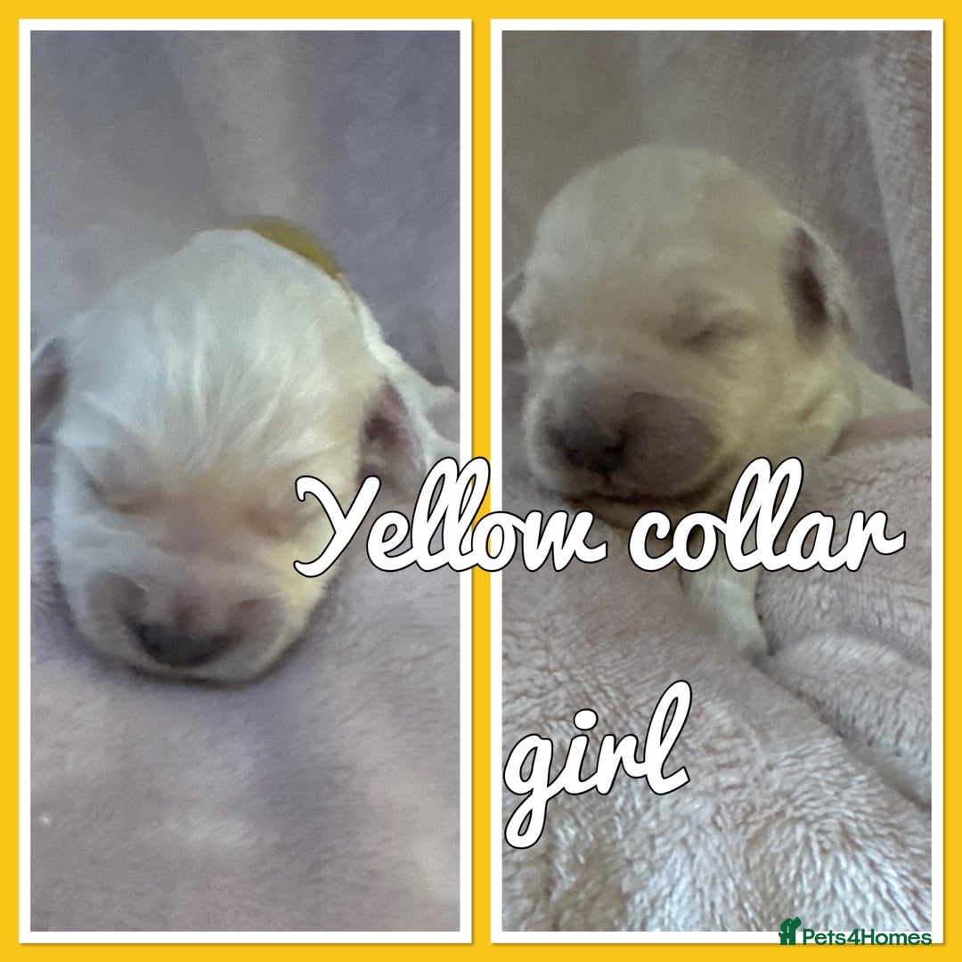 Mini Goldendoodle dogs for sale: Stunning F1 Mini Goldendoodles  - Image 7