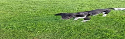 English Springer Spaniel dogs for stud: Hugo. in Sheffield - Advert 7