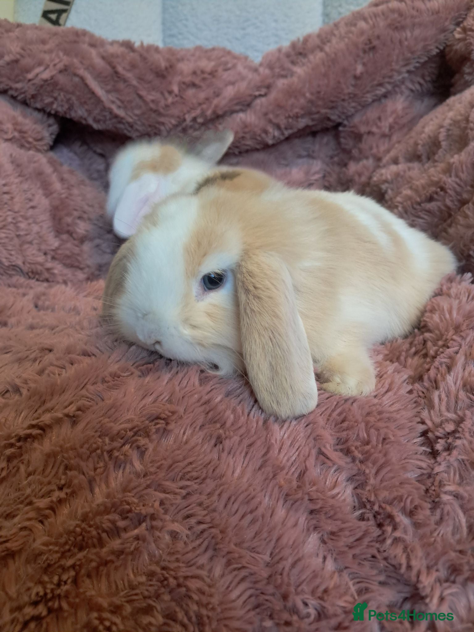 Mini Lion Lop rabbits Mum and daughter mini lion lops - Advert 2