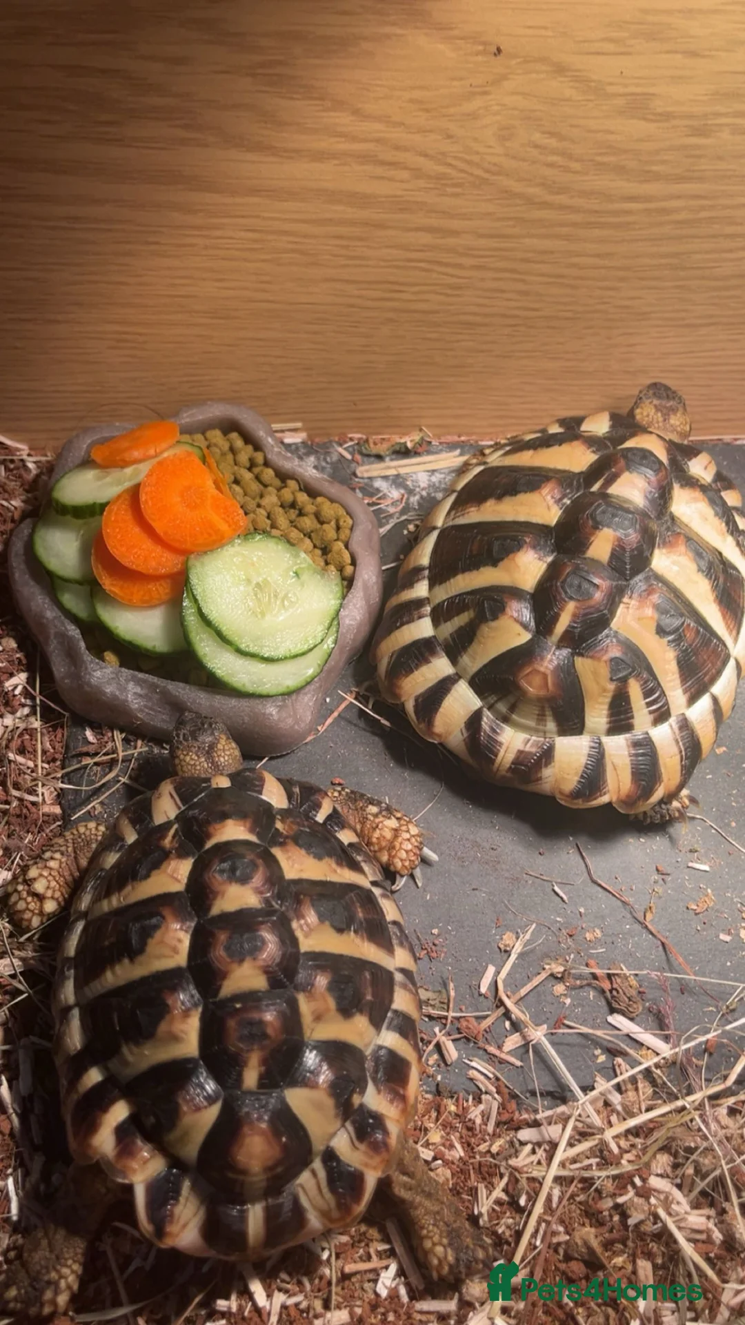 Hermann Tortoise reptiles for sale: 2 Hermann tortoises  - Advert 2