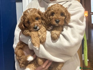 Cavapoo dogs Rare red frosted health checked Mini Cavapoo - Advert 2